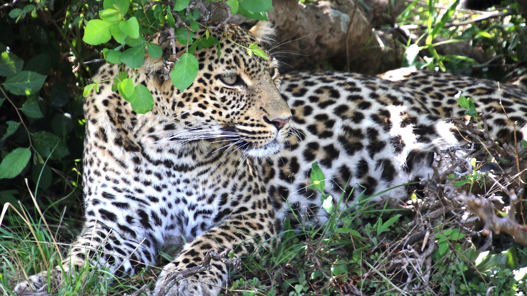 Leopard resting beneath foliage in the Maasai Mara
