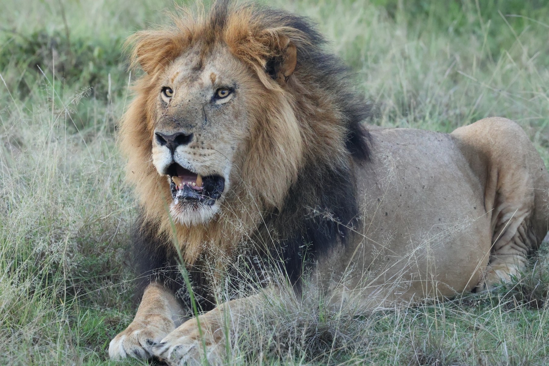 Male lion resting in grass