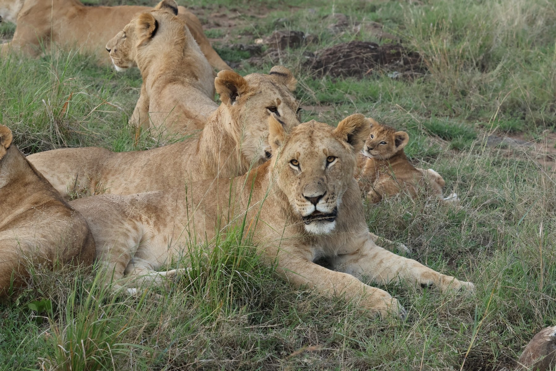 Lion pride with cubs resting in grass