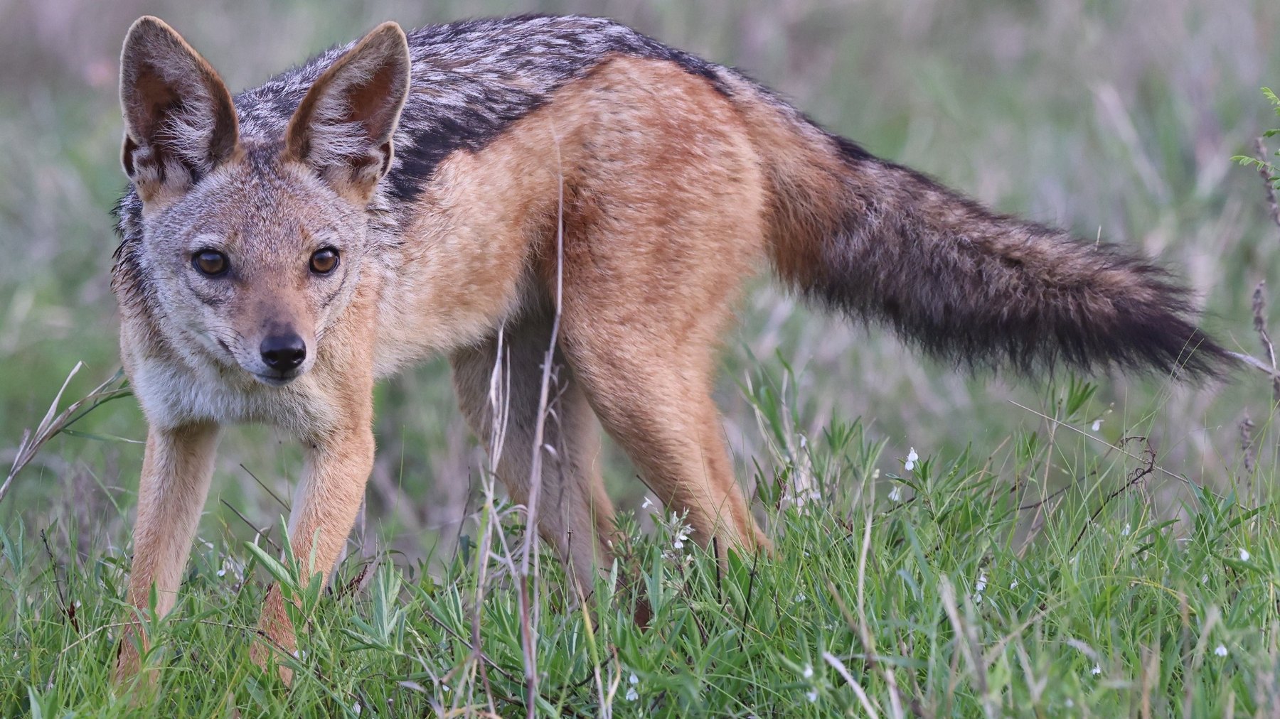 Black-backed jackal in grass at Campi Ya Kanzi