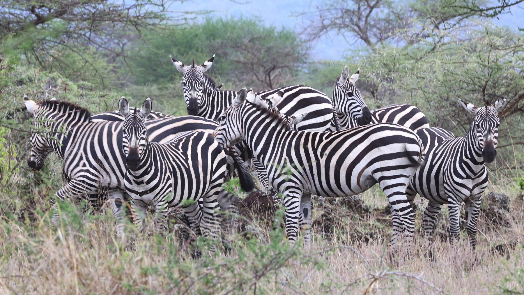 A herd of zebras in the bush at Campi Ya Kanzi